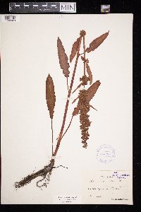 Rumex longifolius image