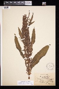 Rumex longifolius image