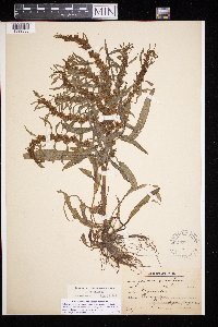 Rumex maritimus image