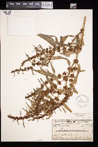 Rumex maritimus image