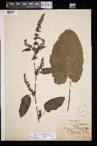 Rumex obtusifolius image