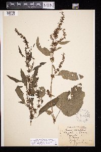 Rumex obtusifolius image