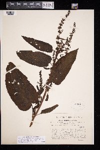 Rumex obtusifolius image