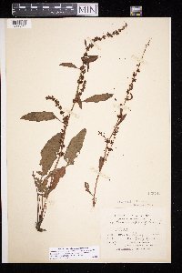 Rumex conglomeratus image