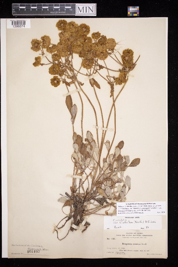 Eriogonum umbellatum image