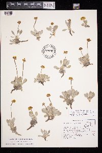 Eriogonum rosense image