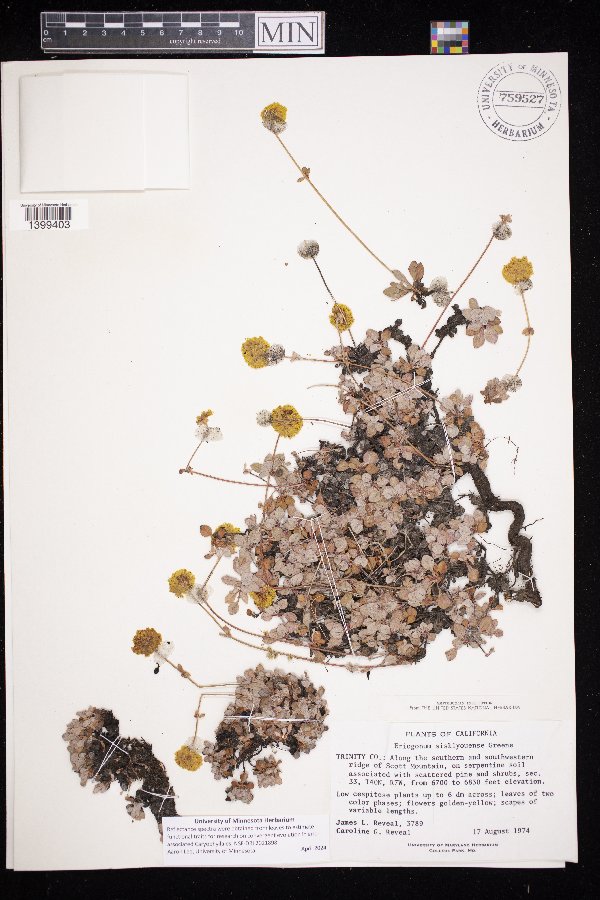 Eriogonum siskiyouense image