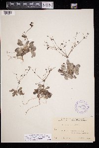 Eriogonum thurberi image