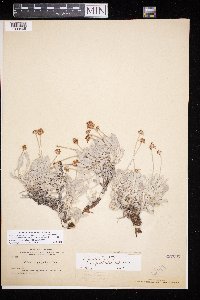 Eriogonum pauciflorum image