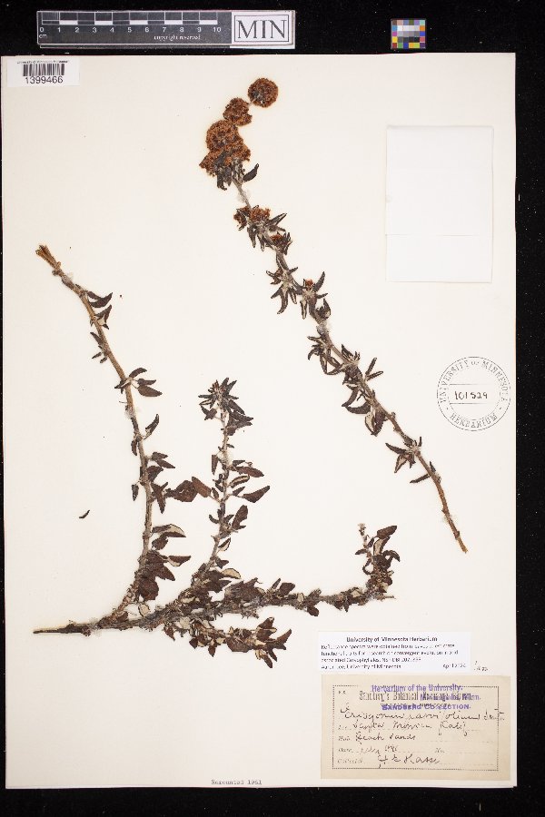 Eriogonum parvifolium image