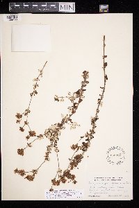 Eriogonum parvifolium image