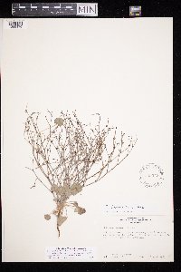 Eriogonum palmerianum image