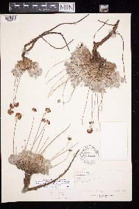 Eriogonum ovalifolium image