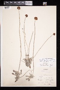 Eriogonum ovalifolium image