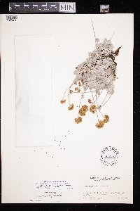 Eriogonum ovalifolium image