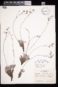 Eriogonum lachnogynum image