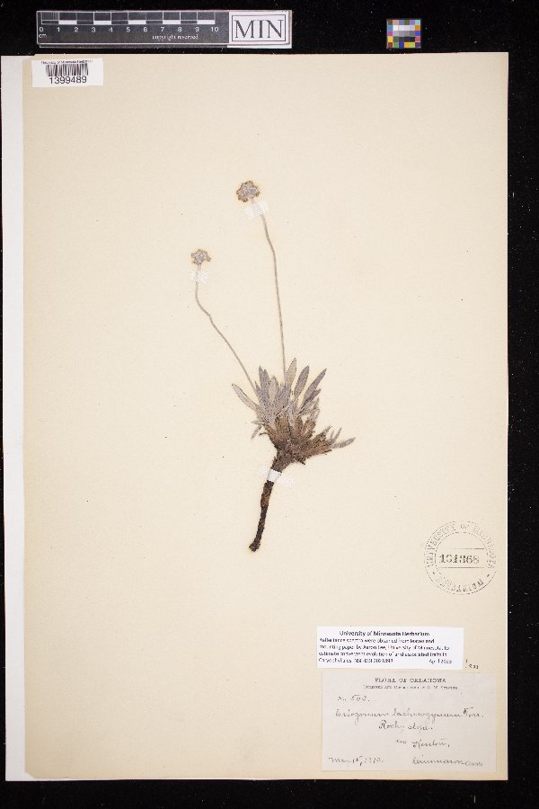 Eriogonum lachnogynum image