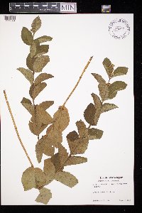 Symphoricarpos occidentalis image