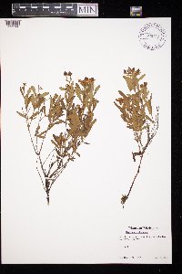 Hypericum kalmianum image