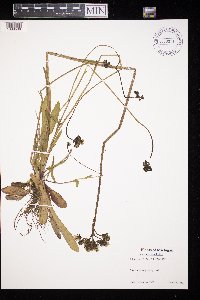 Hieracium piloselloides image