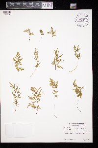 Cryptogramma stelleri image