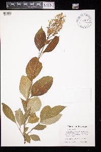 Syringa x henryi image