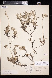 Eriogonum heracleoides image