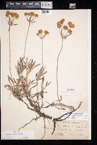 Eriogonum heracleoides image