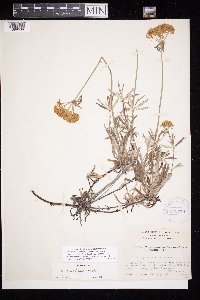 Eriogonum heracleoides image