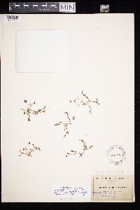 Goodmania luteola image