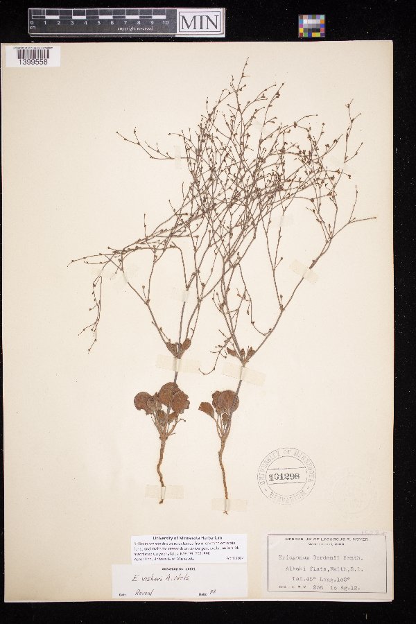 Eriogonum visheri image