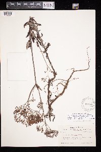 Eriogonum multiflorum image