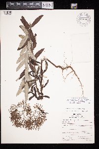 Eriogonum multiflorum image