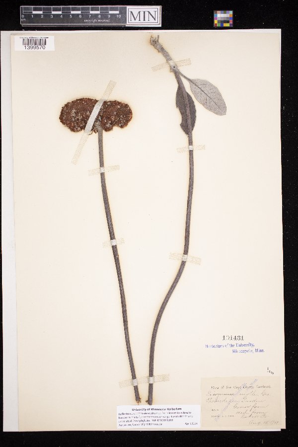 Eriogonum molle image