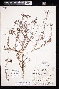 Eriogonum microthecum image