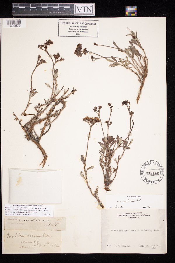 Eriogonum microthecum image