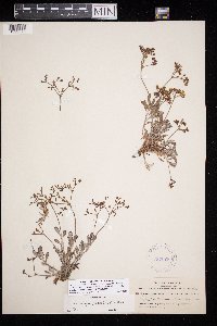 Eriogonum microthecum image