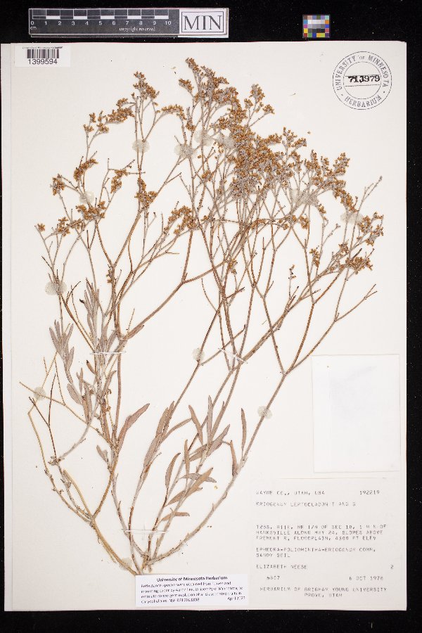 Eriogonum image