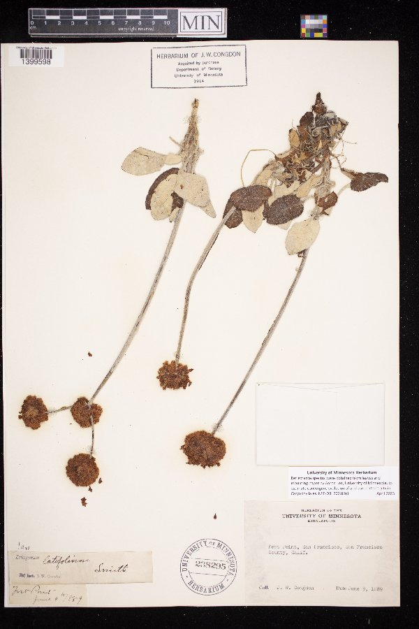 Eriogonum latifolium image