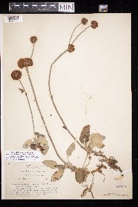 Eriogonum latifolium image