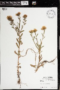 Grindelia squarrosa image