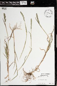 Muhlenbergia racemosa image