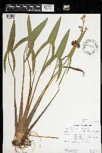 Sagittaria latifolia image