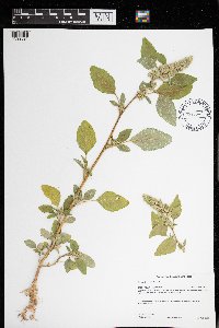 Amaranthus retroflexus image