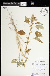 Amaranthus retroflexus image