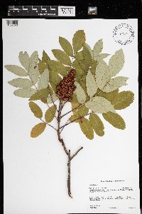 Rhus glabra image