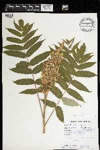 Rhus typhina image