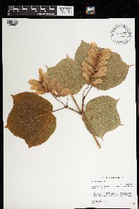 Acer pensylvanicum image