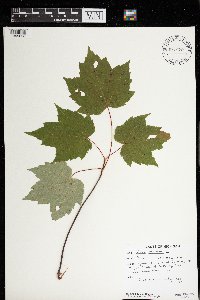 Acer rubrum image