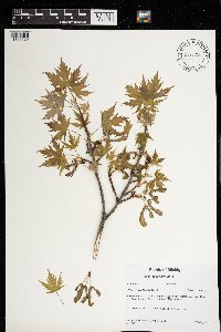 Acer saccharinum image